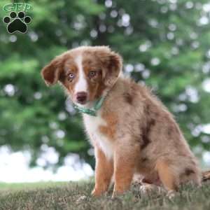 Ducati, Miniature Australian Shepherd Puppy